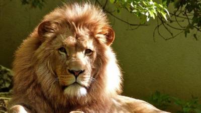 Сотрудница зоопарка едва не погибла после встречи со львом в Германии