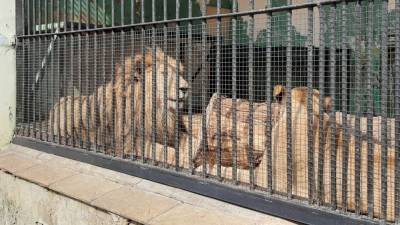 Сотрудница немецкого зоопарка была госпитализирована после встречи со львом