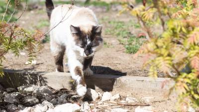 Диета и игры могут отучить домашних кошек охотиться на улице