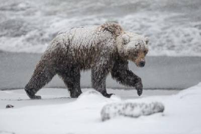 Медведица напала на человека в Приморском крае