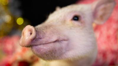 Вместо смартфонов – животноводство: Huawei займется разведением свиней