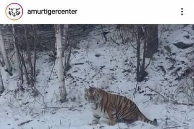 «Он шел от своей бабушки»: в соцсети обсуждают на редкость упитанного тигра из Хабаровского края