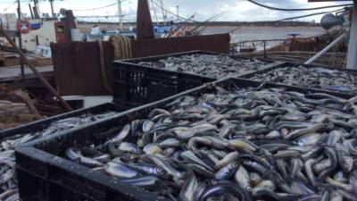 Госдума рассмотрит законопроект о создании интернет-аукционов в рыбоводстве
