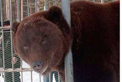 «Морда немного помятая»: в Этномузее в Улан-Удэ проснулся первый медведь