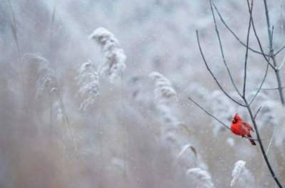 22 февраля в Украине солнечно, местами возможен мокрый снег