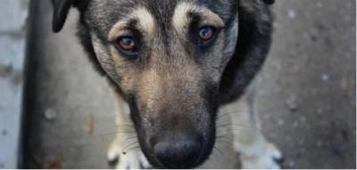 В Италии собака спасла своего хозяина, который неделю лежал в горах с переломом