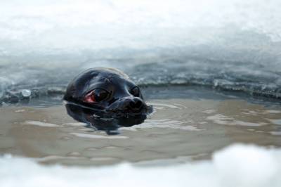 Крошик и Шлиссик тестируют защиту для тюленей от рыбацких сетей