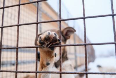 Собаки из волгоградского приюта мечтают о своем доме