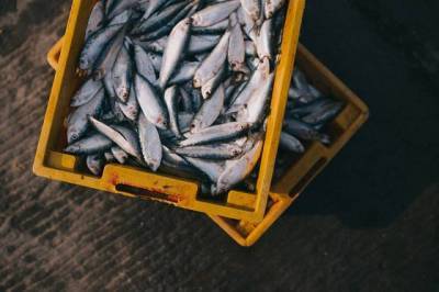 Российские поставщики рыбы готовы к поиску новых путей сбыта продукции nbsp