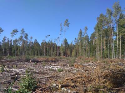 Активисты движения «Защитим томскую тайгу»: Слова губернатора о лесовосстановлении — обычный популизм