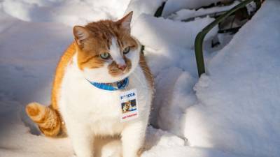 В чем секрет валерьянки: ветеринар дал советы хозяевам кошек