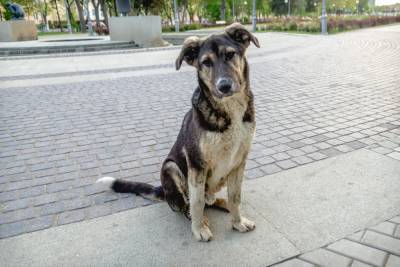 В Астрахани собаки нападают на людей: как защитить себя