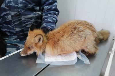 Сотрудники ивановского приюта для животных спасли больную лисицу