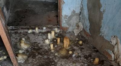 "Подъездный апокалипсис": самый страшный дом нашли в Ярославской области