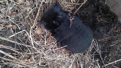 В Приморском крае медведица напала на туриста, ее детеныша пришлось изъять спасателям