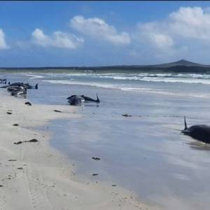 В Новой Зеландии около 50 черных дельфинов выбросились на берег