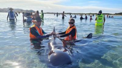 В Новой Зеландии на берег выбросились дельфины