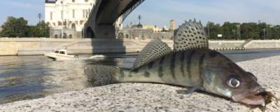 В московских водоемах обитают «рыбы-пришельцы»