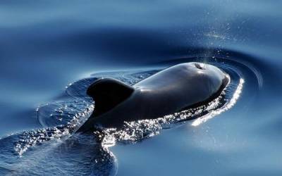 В Новой Зеландии черные дельфины выбросились на отмель, девять из них погибли