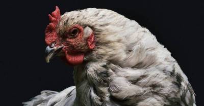 Врачи выяснили симптомы нового птичьего гриппа