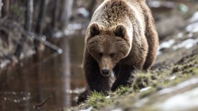 На жителя Приморья напал медведь, мужчина госпитализирован