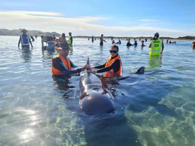 В Новой Зеландии на берег выбросились 49 черных дельфинов