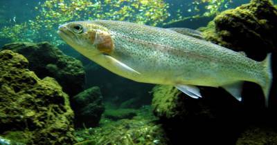 В московских водоемах найдены рыбы-"пришельцы"