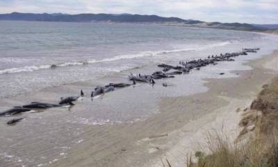 В Новой Зеландии сообщили о массовой гибели черных дельфинов