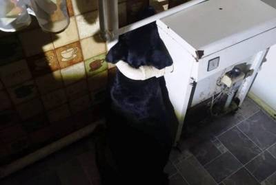 В Черкасской области спасали собаку, которая застряла дома в трубах котла