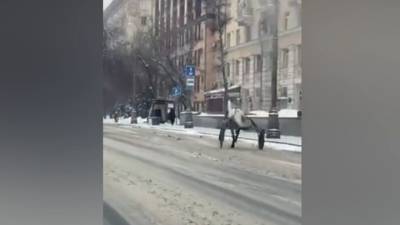 Сбежавший с ипподрома конь устроил забег по Москве
