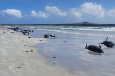 В Новой Зеландии на берег выбросились около 50 черных дельфинов