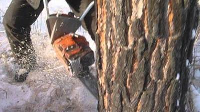 В Северной Осетии на школьника упало спиленное дерево, ребенок погиб