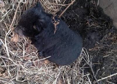 Загнала на вышку из-за детеныша: мужчина в Приморье чудом спасся из лап медведицы