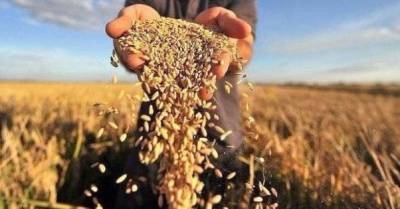 Украина ежегодно теряет $2 млрд из-за теневых схем зернотрейдеров, — Гетманцев