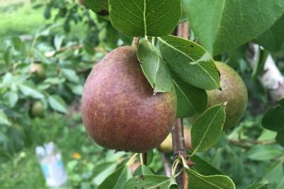 Смоленские таможенники не пустили в Россию 110 тонн груш и яблок