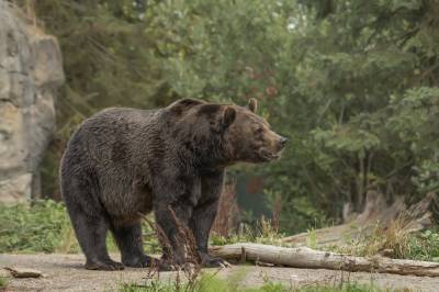 Неожиданный гость: в США медведь пришел на домашнюю вечеринку к диджею – курьезное видео