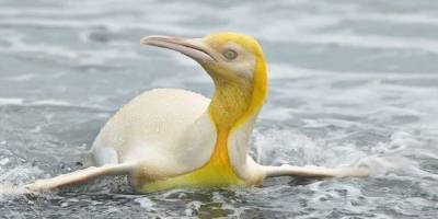 Впервые в истории. Натуралист смог сфотографировать уникального желтого пингвина