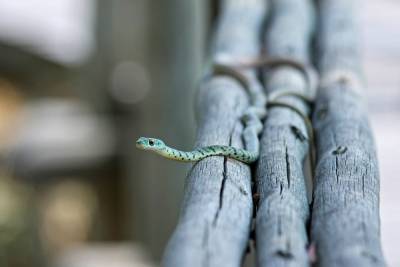 Расшифрован геном найденного в Мьянме нового вида змей