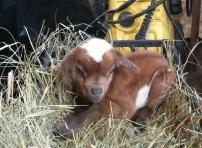 В Центре помощи диким животным впервые родила камерунская коза