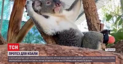 В Австралии впервые в мире протезировали коалу