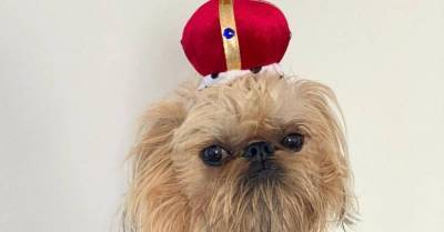 Хмурый пес-Чубакка в ярких нарядах стал звездой Instagram