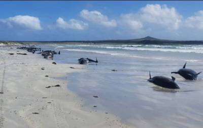 В Новой Зеландии на берег выбросились 49 черных дельфинов: выжили не все