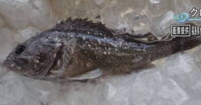 Япония - У берегов Фукусимы поймали рыбу с пятикратным превышением радиации в организме - focus.ua