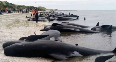 Большая стая черных дельфинов выбросилась на берег Новой Зеландии