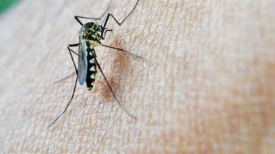 Биологи объяснили нежелание комаров-самцов пить кровь человека