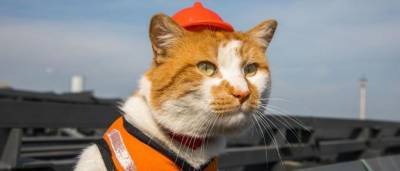 Крымский кот Мостик получил удостоверение экскурсовода