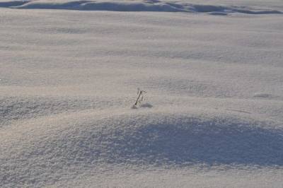Биохакер Метелица рассказал о закаливании с помощью ходьбы босиком по снегу