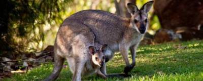 В Австралии найден наскальный рисунок кенгуру возрастом 17 тысяч лет