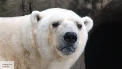 Coca-Cola впервые показала белого медведя из Black Lives Matter в рекламе
