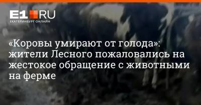 «Коровы умирают от голода»: жители Лесного пожаловались на жестокое обращение с животными на ферме